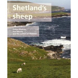 Shetlands Sheep 